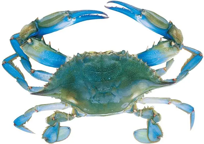 Pc Blue Crab
