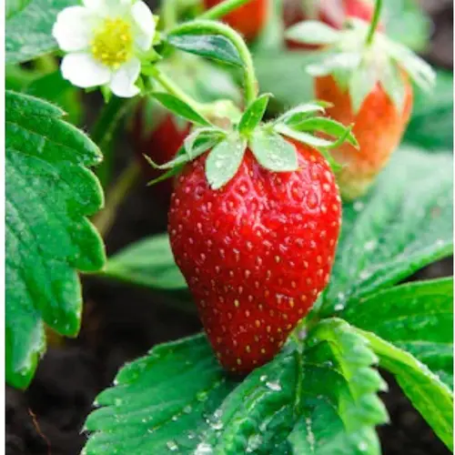 Strawberry Tea