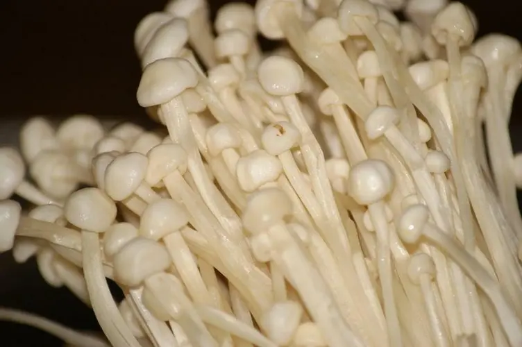 Enoki Mushroom