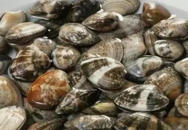 Salt Water Clams