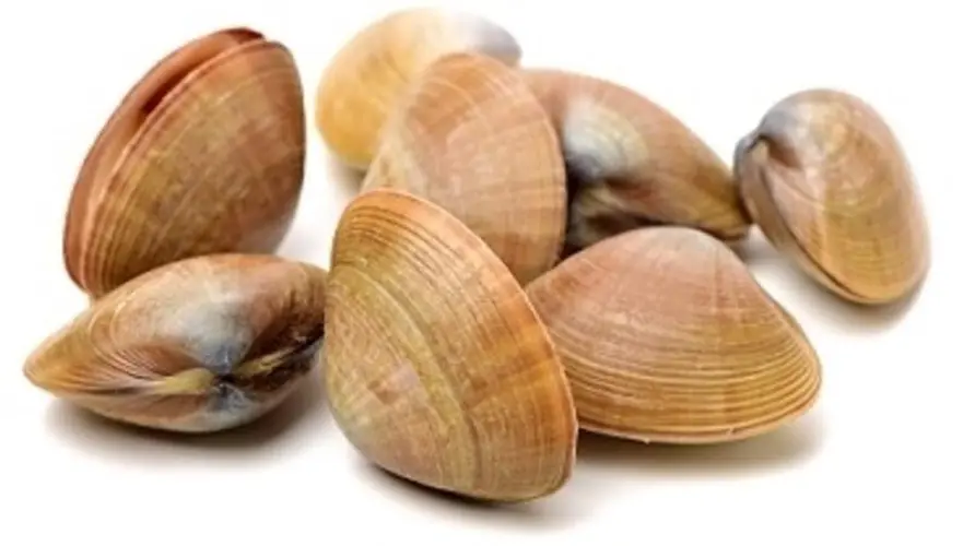 White Clams