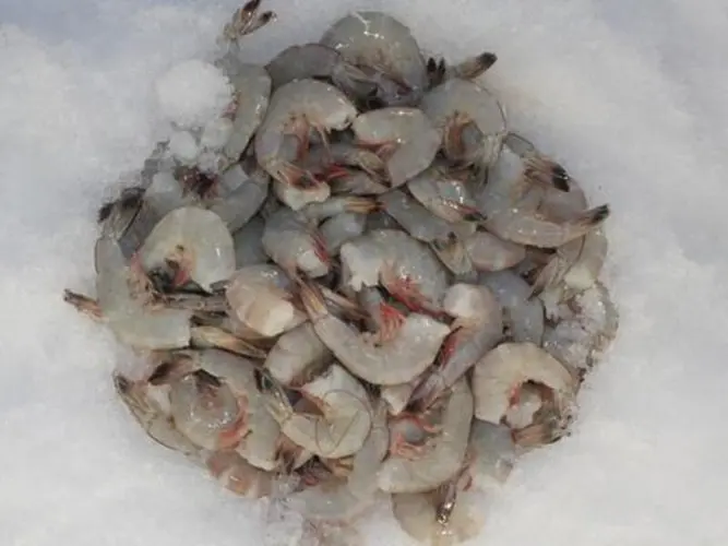 Small Shrimp