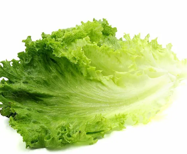 Green Leaf Lettuce