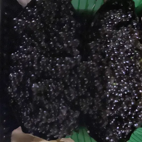Black Tobiko