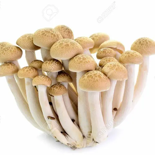 Tea Plant Mushroom