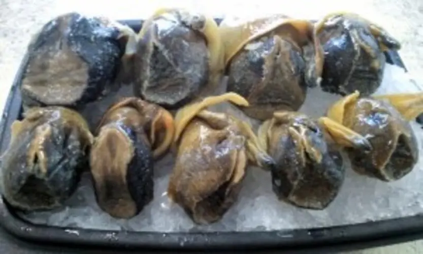 Large Black Conch
